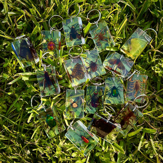 Bug specimen keychains in grass