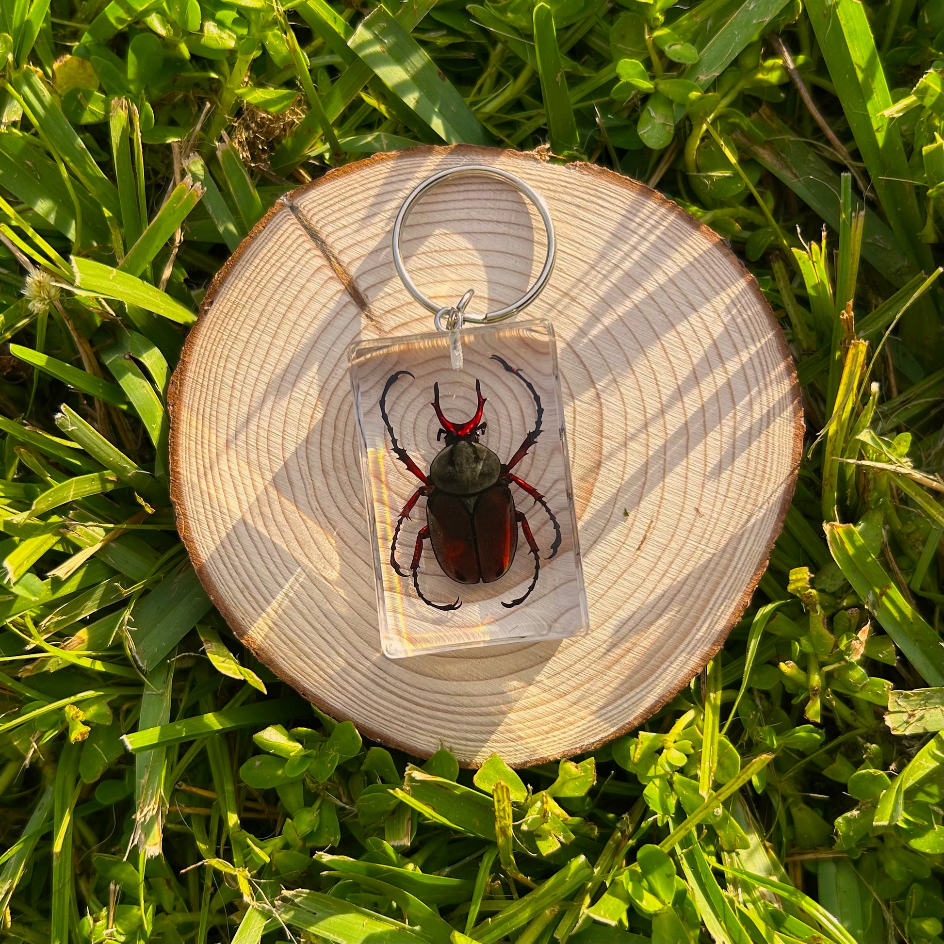 Beetle bug specimen keychain on a wood slice in grass