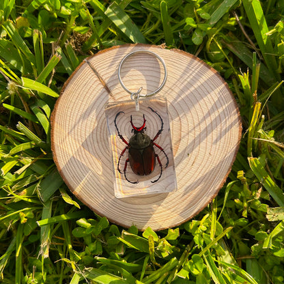 Beetle bug specimen keychain on a wood slice in grass