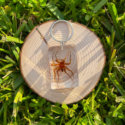 House spider bug specimen keychain on a wood slice in grass