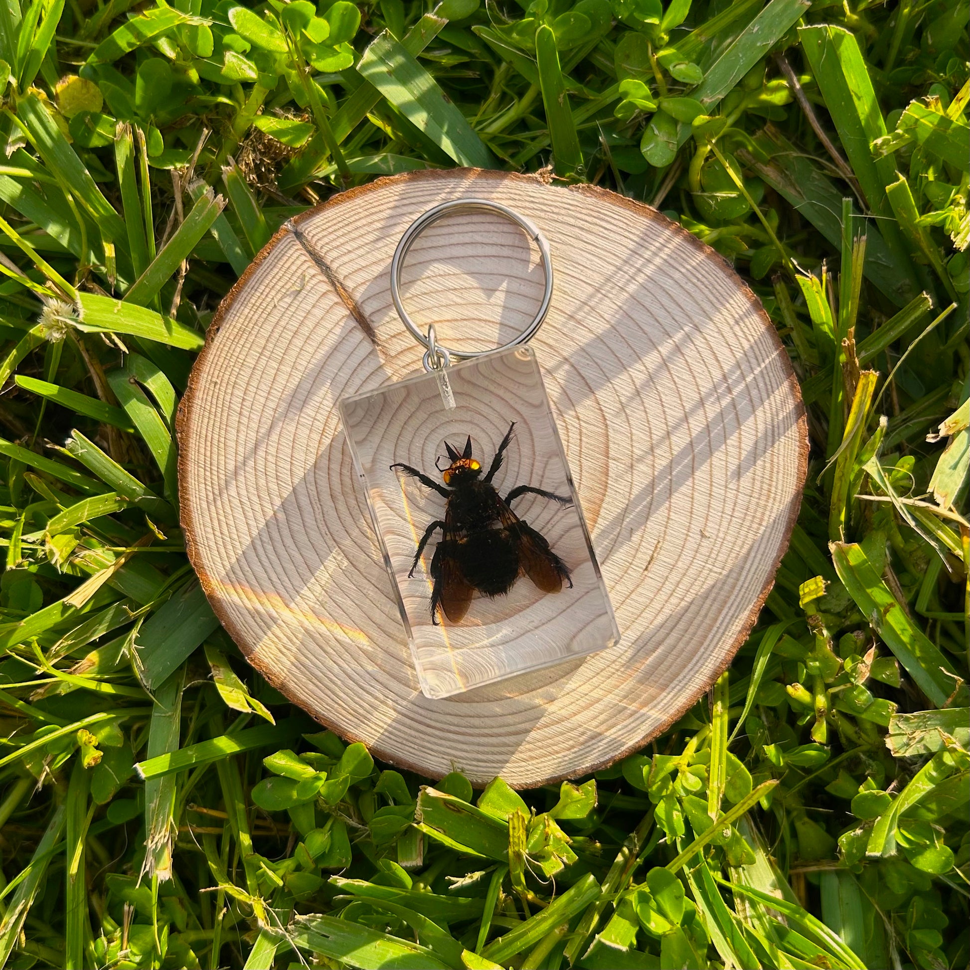 Bug specimen keychain on a wood slice in grass