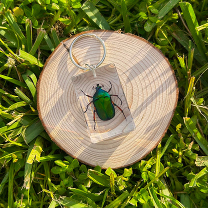 Shiny green beetle bug specimen keychain on a wood slice in grass