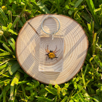 Orb weaver bug specimen keychain on a wood slice in grass