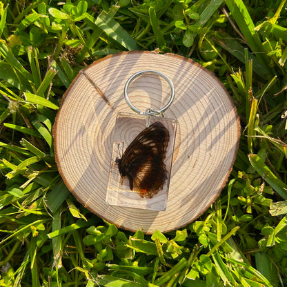 Butterfly bug specimen keychain on a wood slice in grass