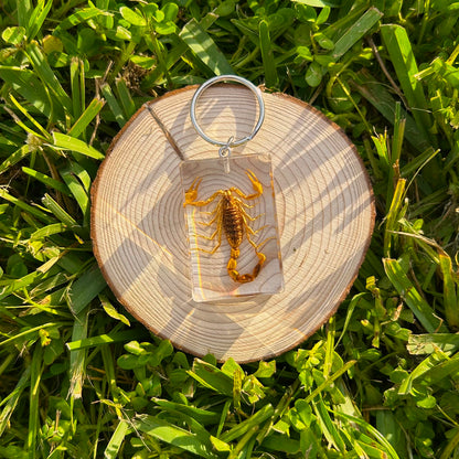 Scorpion bug specimen keychain on a wood slice in grass