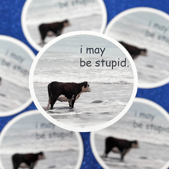 I May Be Stupid cow ocean vinyl sticker